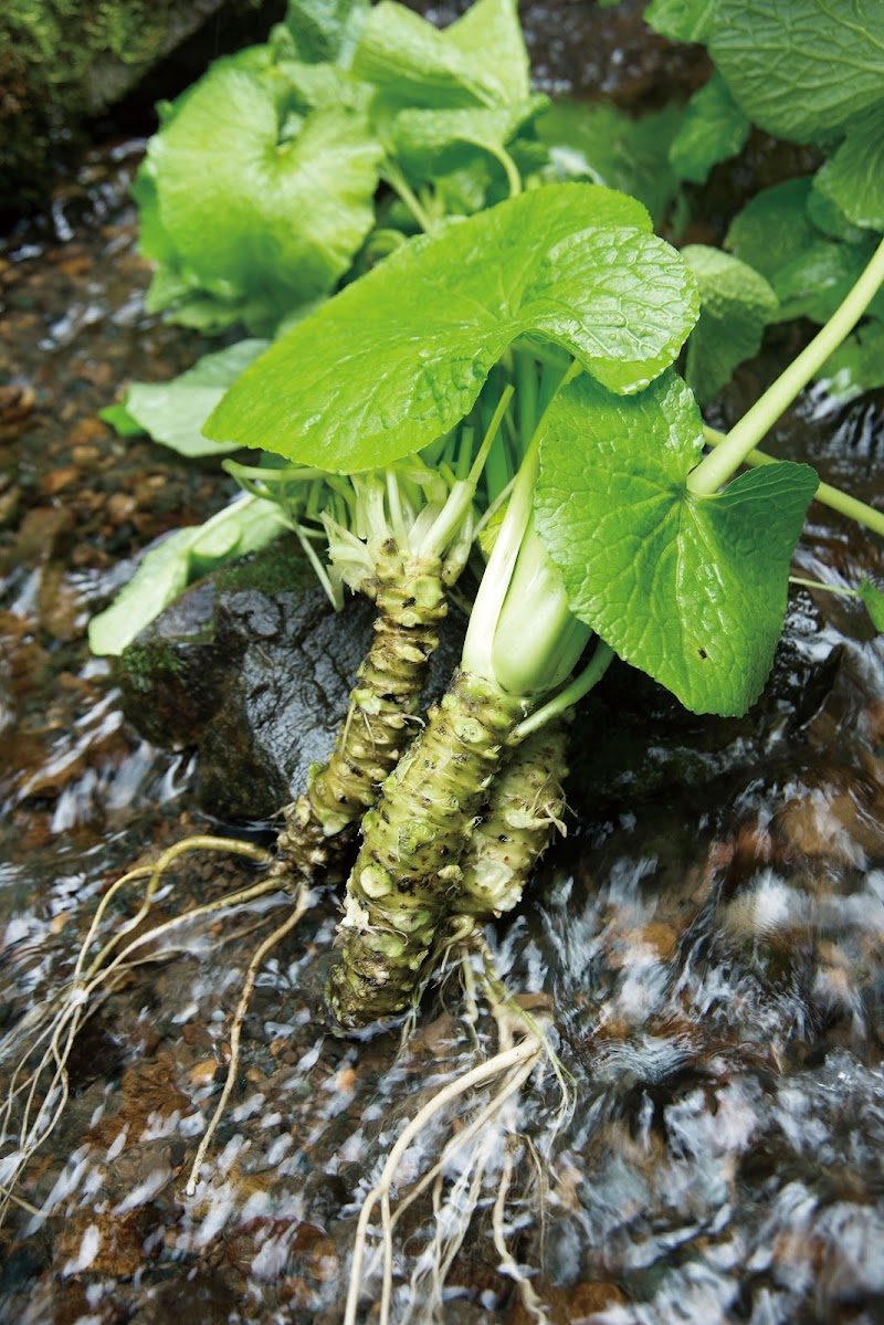 菜乃屋 工場直売店