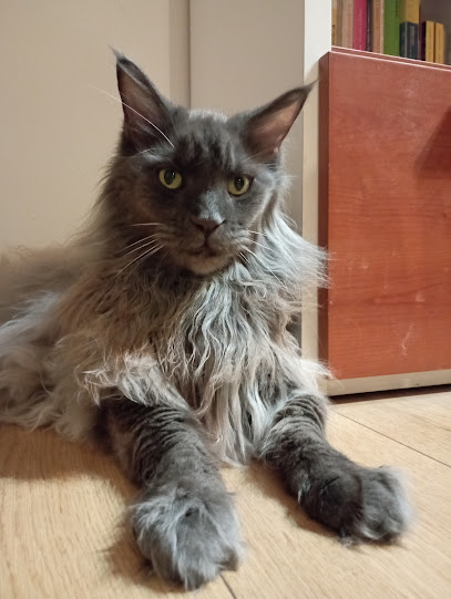 Catsitter a domicilio - Three imaginary Cats di Claudia Corsini