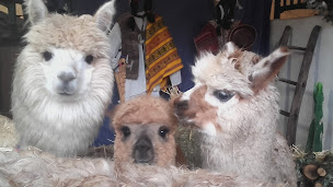 Photo n°15 de Les Lamas et alpagas de Lafayette à Chambost-Longessaigne (Ferme pédagogique)