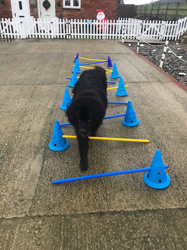 Nina's Veterinary Physiotherapy Gallery - United Kingdom