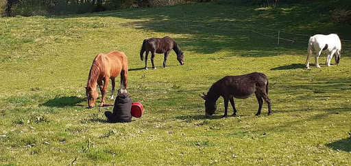 Al'o cheval ici la terre - Médiation Animale - Thumbnail