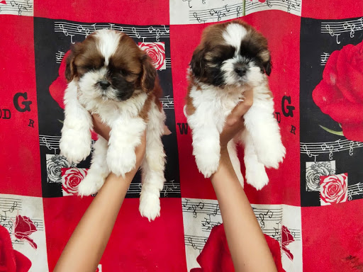🐩 Shithzu puppy's available in indore mp. post image