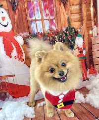 トリミングひまわり