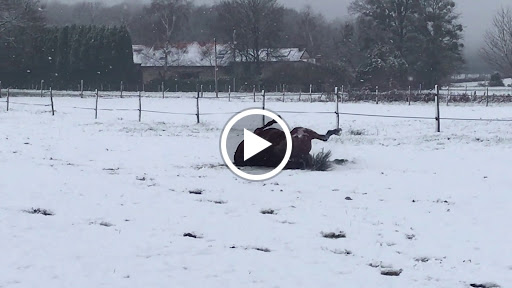 Photo de Cheval 87 Ecurie Villa Maria à Linards (87130)