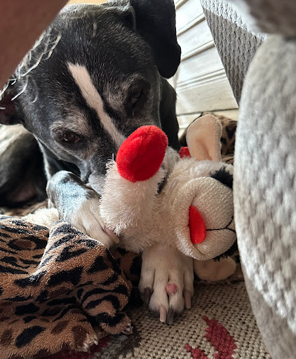 All About Restful Pets