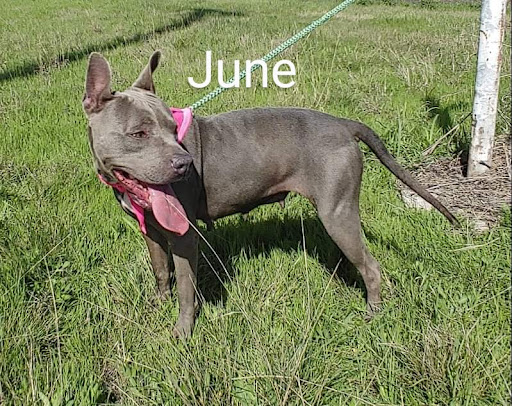 Voice for Animals Rescue and Sanctuary - Thumbnail