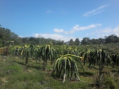 Photos of Kebun Buah Naga