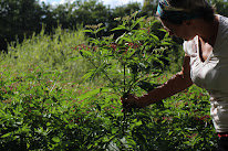 L'atelier des plantes sauvages à Voujeaucourt