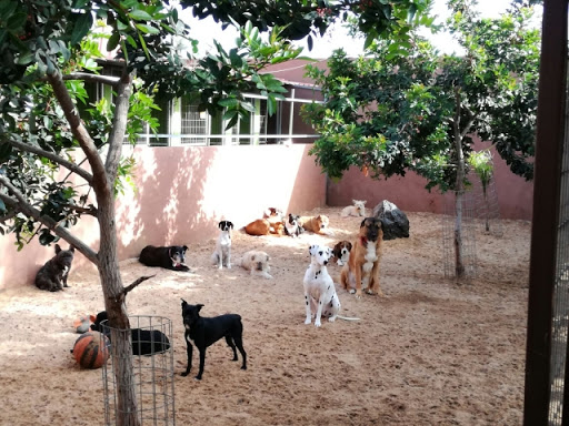 Hotel para perros Tu centro canino Damián Machado