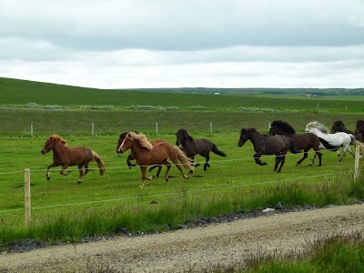 Photos of Kelduholt Horse Farm