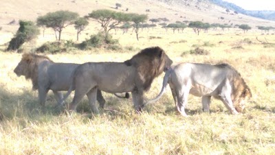 Photos of Africa Pathfinder Safaris