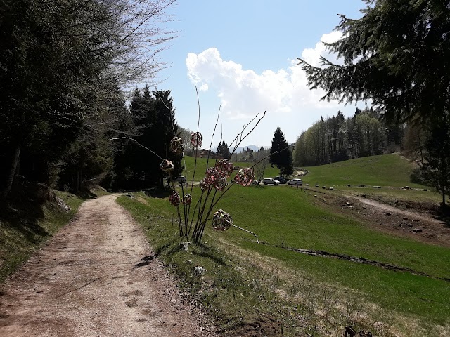 Il Respiro degli Alberi