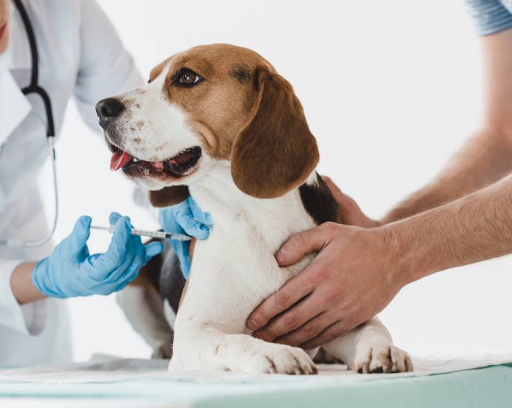 Unidad Móvil Veterinaria CM Aspe. Pablo Calatayud.