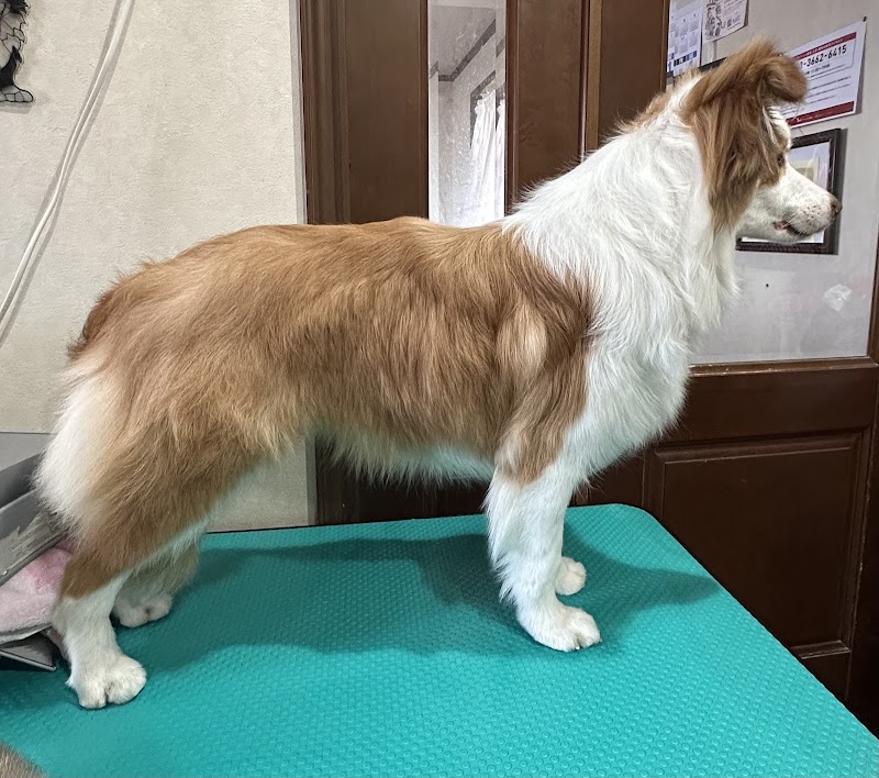 NORRU kennel ノアールケンネル