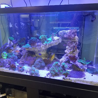 An Octopus Garden - Aquarium Store