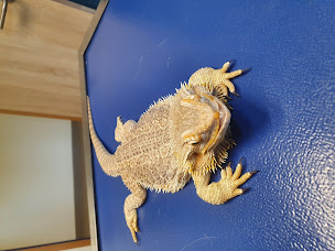 Photo n°9 de Clinique Vétérinaire Caron à Arnage (Clinique vétérinaire)