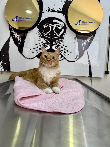 Clínica Veterinaria 24 Horas Recovery Pets