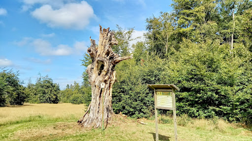 Schillerbuche - Visual