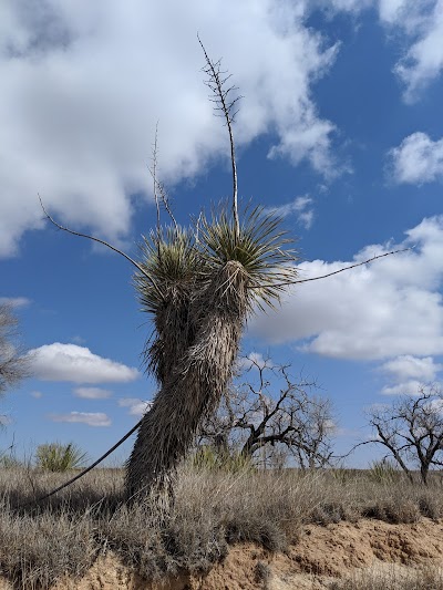 Oasis State Park