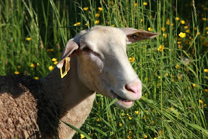 Photo n°21 de GAEC Ferme des Cathelins à Montgilbert (Ferme à visiter)
