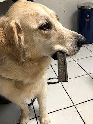 Photo n°17 de Clinique Vétérinaire Saint Pierre à Saint-Pierre-d'Irube (Vétérinaire)