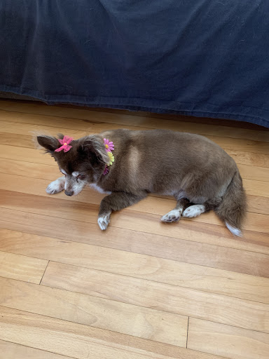 Natasha's Dog Grooming Spa