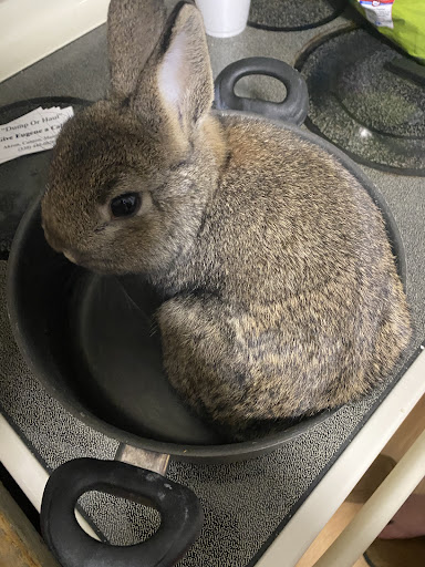 Bunnies in a Basket