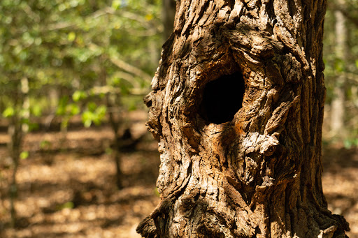 Barnes Woods Nature Preserve