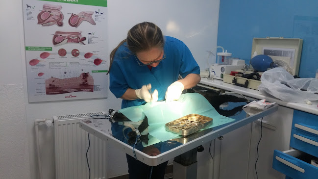 Comentarii opinii despre PISICA NEAGRA VET