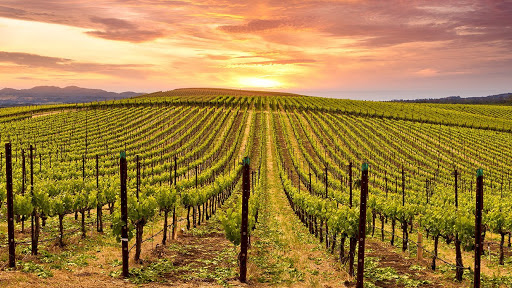 Susan Cislo Do C Nmm Omm Bcip Bcim