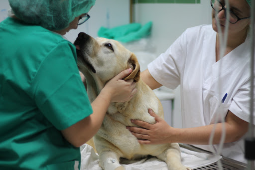 Clínica Veterinaria Praxia