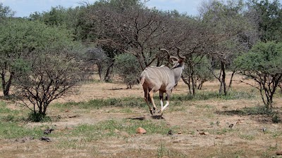 Photos of Mokolodi Nature Reserve