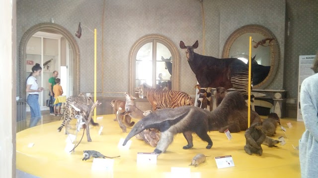 Le Muséum des sciences naturelles