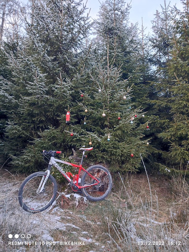 Weihnachtsbaumallee - Thumbnail