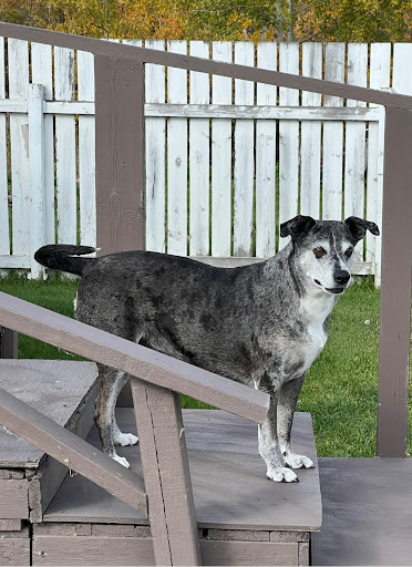 Wetaskiwin Pet Centre