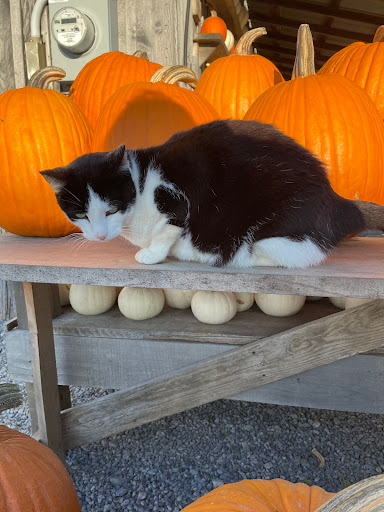 Two Sisters Pumpkin Patch - Visual