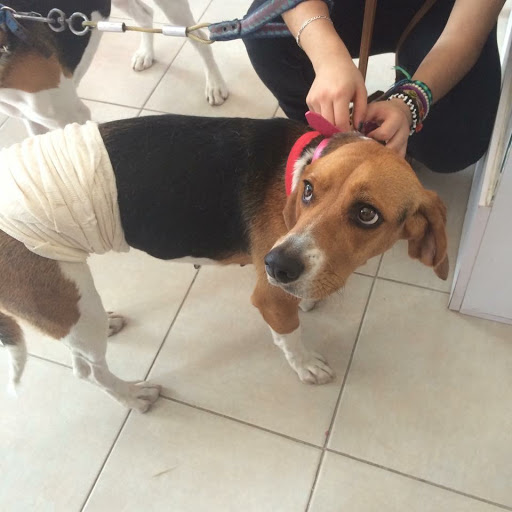 B.D. Pet's Health Center Gallery - Mexico