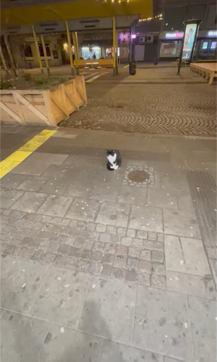 kebab kitty Gallery - Sweden