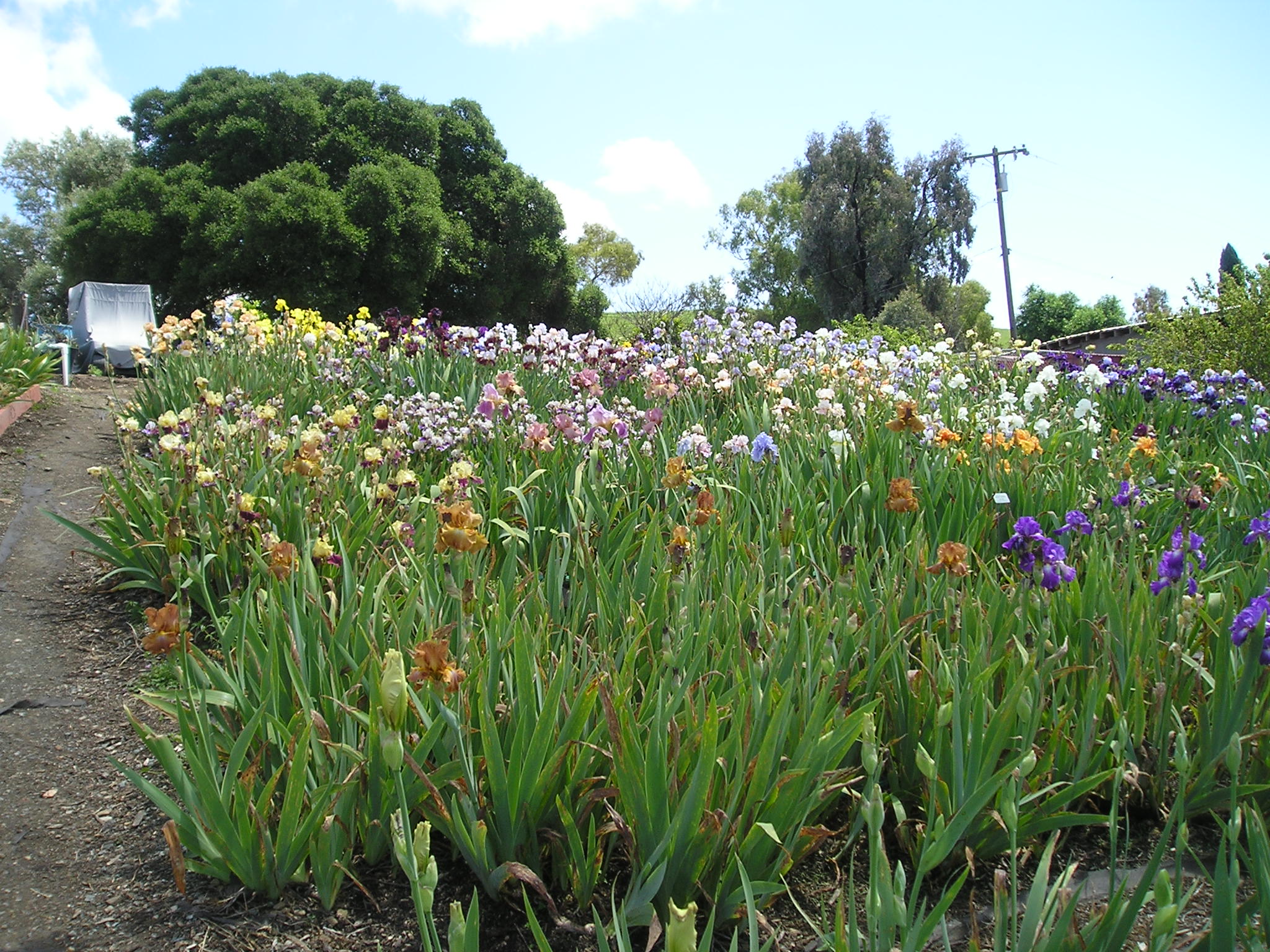 Nola's Iris Garden