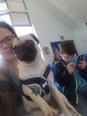 PDSA, Author: Jake's Pug Life