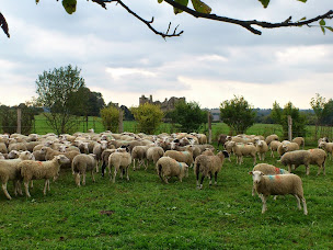 Photo n°2 de La Ferme de Tom à Lassay-les-Châteaux (Ferme bio)