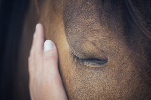Photo n°1 de Les Ecuries de Patchanka à Pont-Saint-Esprit (Pension pour chevaux)