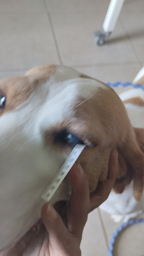 Servicio medico veterinario tu amigo Fiel🐶😸
