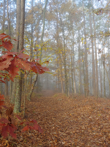 DeGray Lake Resort Island Trail - Thumbnail
