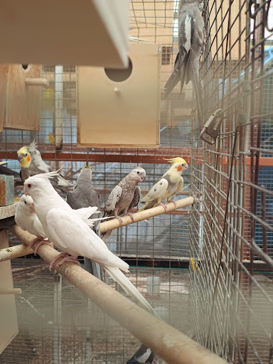La casa de las aves Cuautla Morelos . - Thumbnail