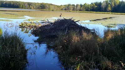 Allen Lake State Forest