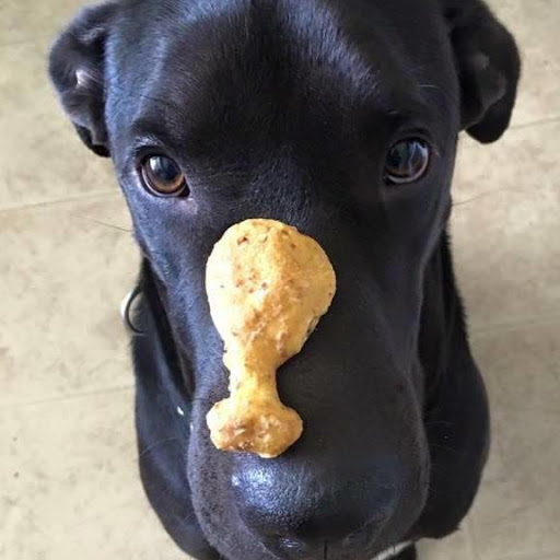 Crossed Paws Bakery Gallery - United States