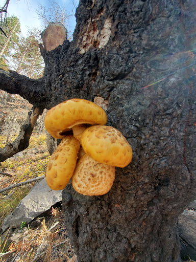 Slide Mountain Geological Area - Thumbnail
