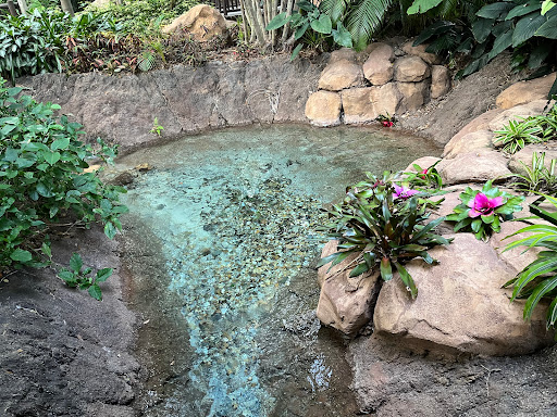Discovery Cove - Thumbnail