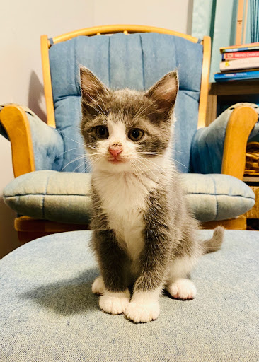 Lincoln County Animal Services - Thumbnail
